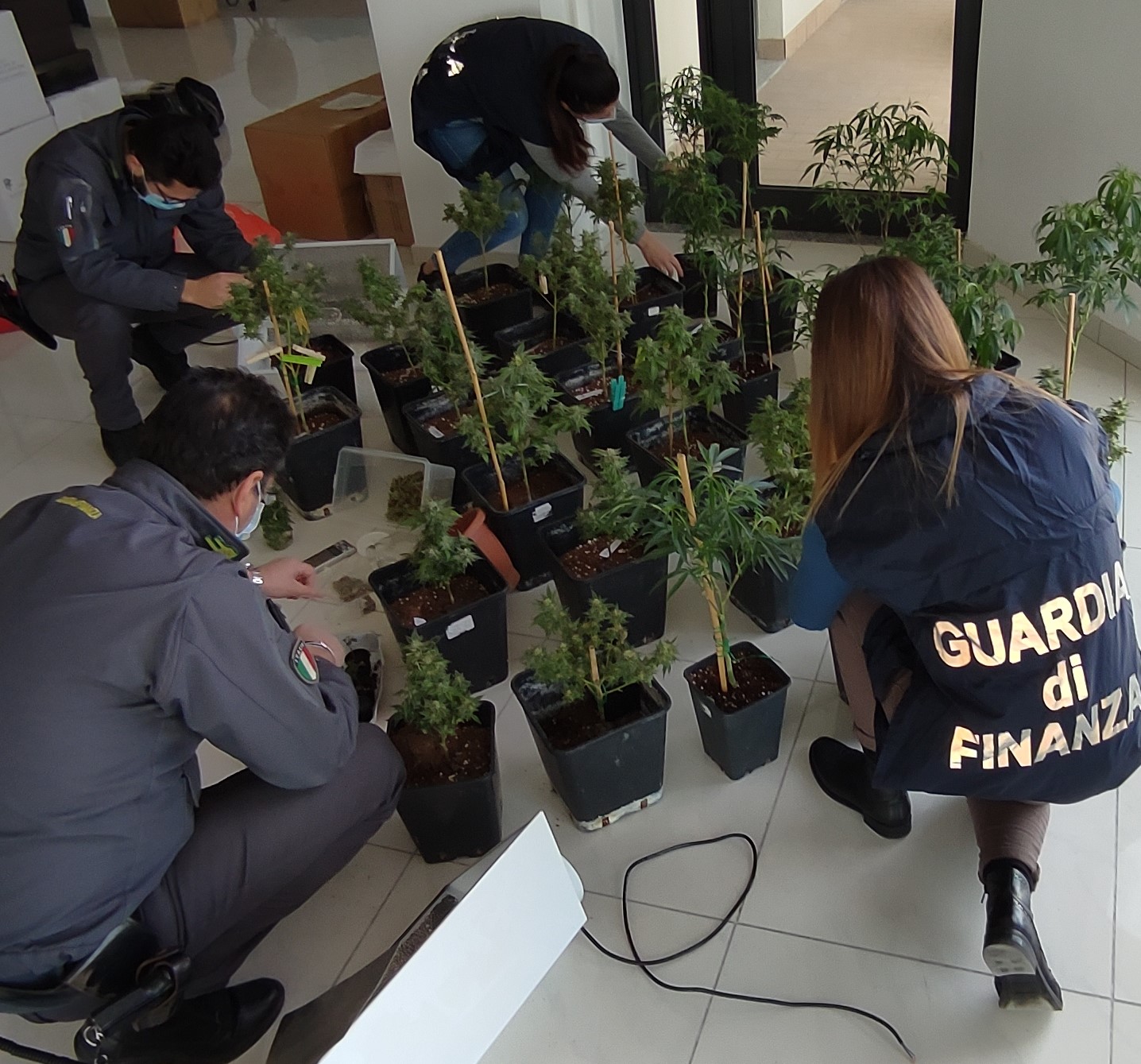 Fermo – Aveva in soffitta 41 piante di Marijuana, arrestata