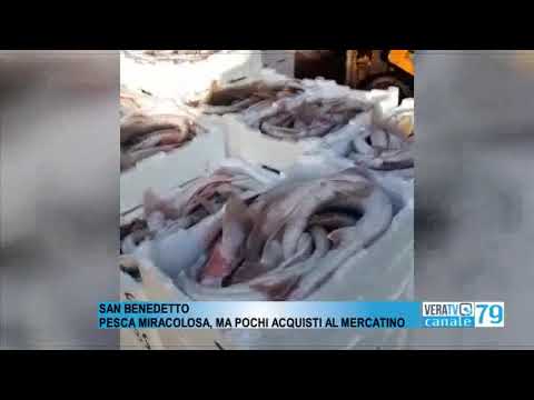 San Benedetto – Pesca miracolosa con oltre 300 casse di palombi, ma sono pochi gli acquisti