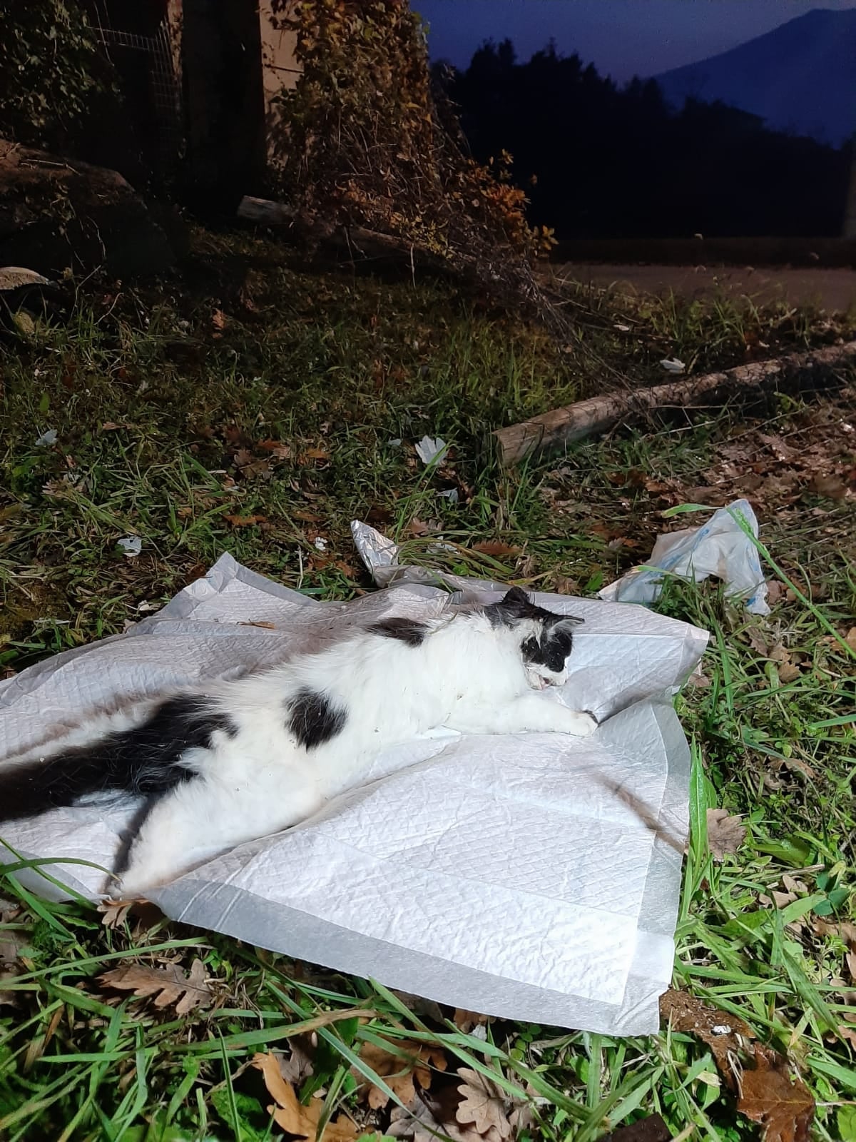 Folignano – Gatti e cani avvelenati a Piane di Morro, una ricompensa per chi individua il responsabile