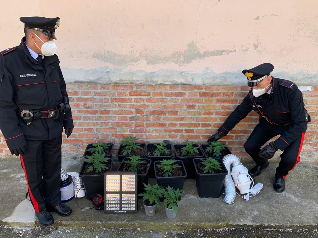 Colli al Metauro – Adibisce il garage e la camera da letto a serra per la coltivazione di marijuana, 40enne arrestata dai carabinieri