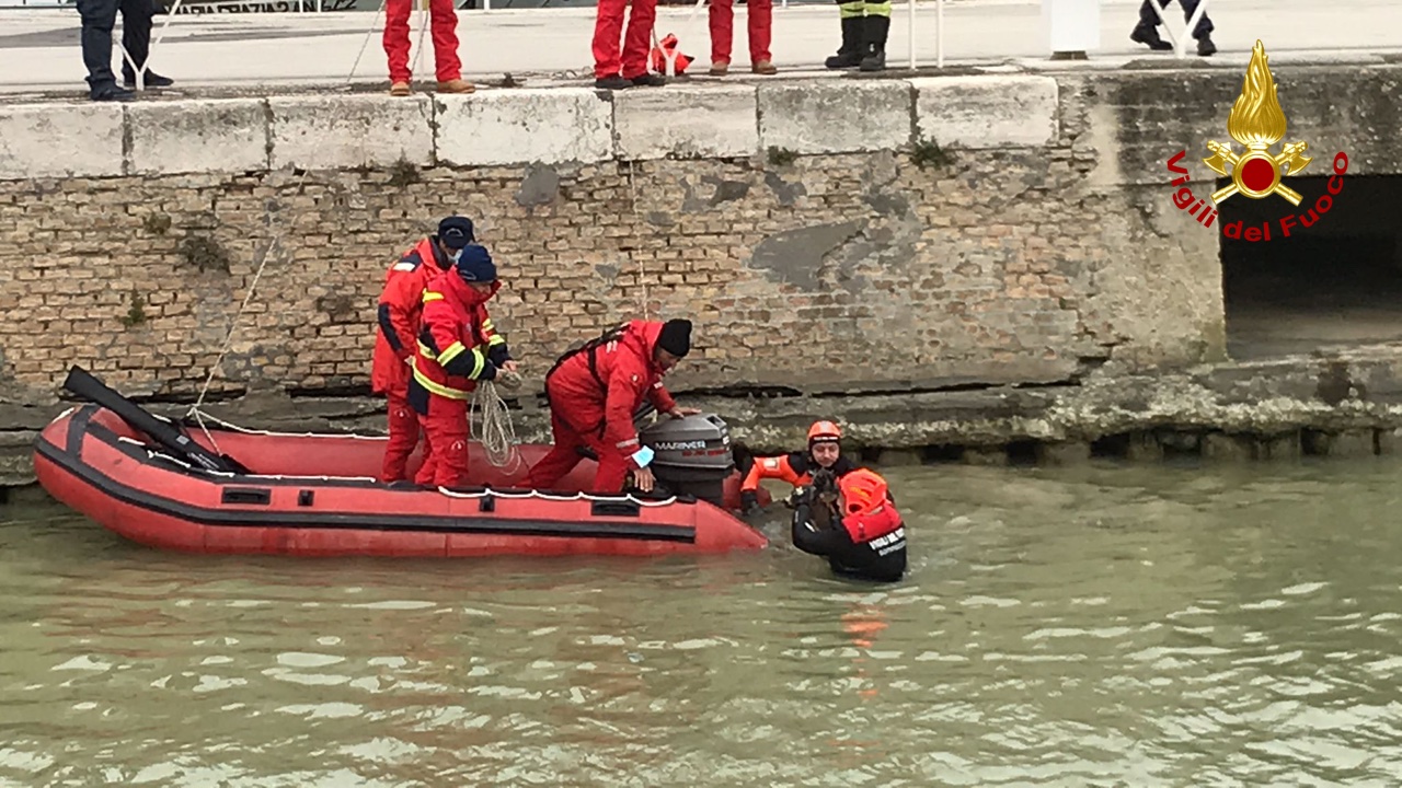 Senigallia, recuperato un capriolo finito in acqua al porto