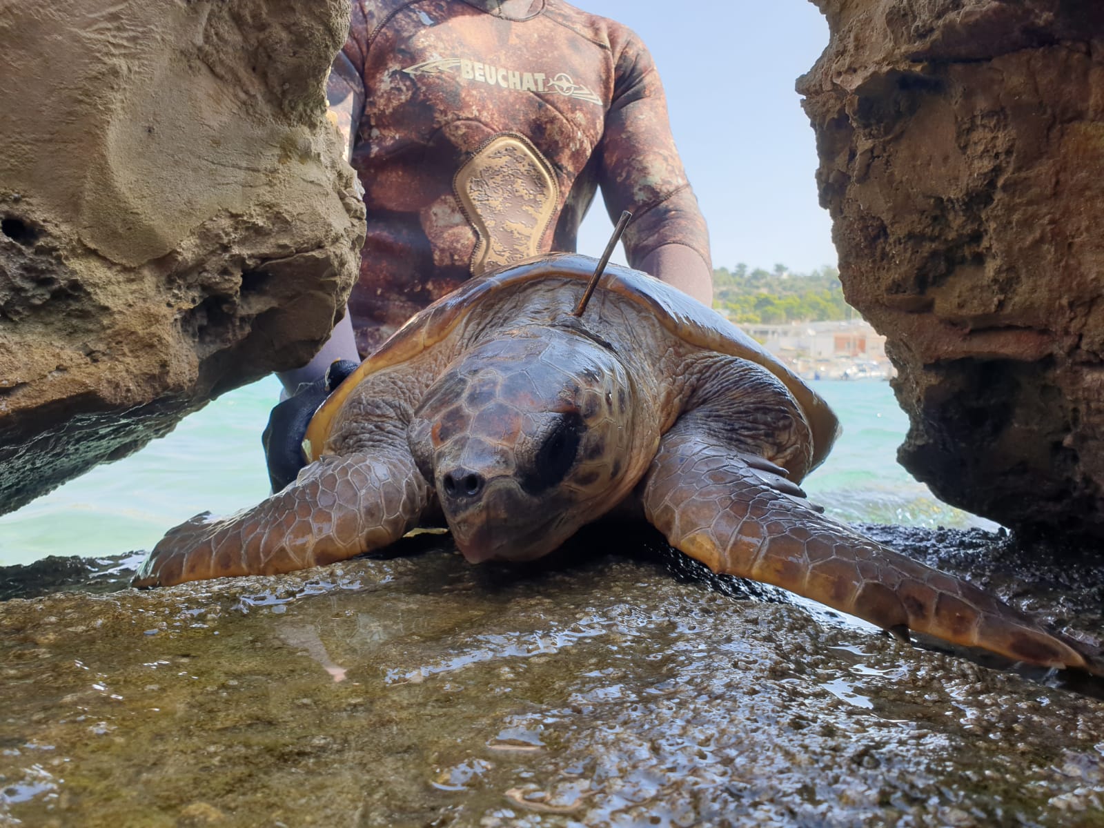 Centro studi cetacei, recuperate 483 tartarughe marine