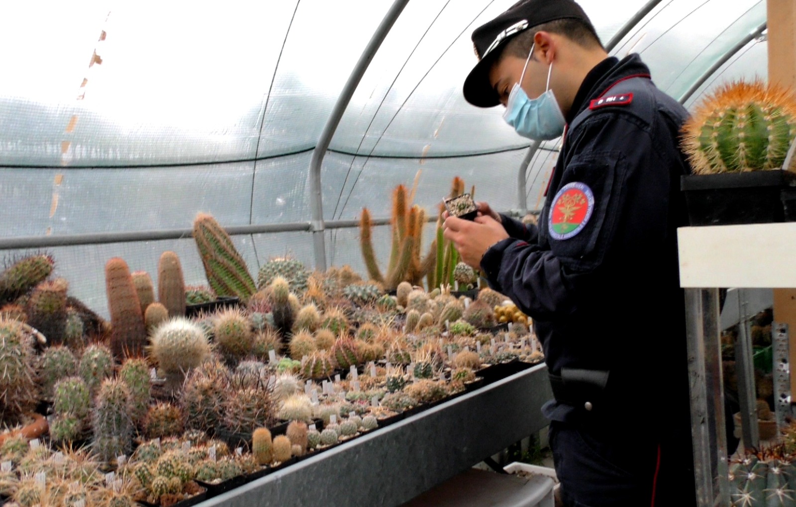 Mille cactus estirpati illegalmente tornano in Cile