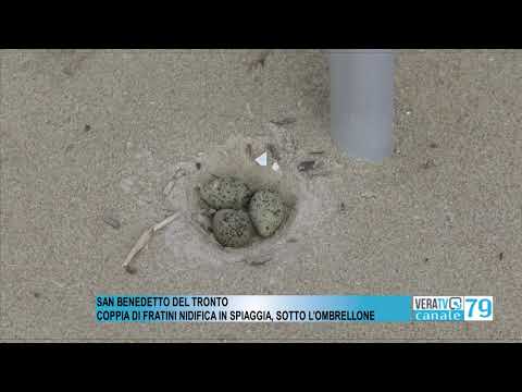 San Benedetto – Coppia di fratini nidifica in spiaggia, sotto l’ombrellone