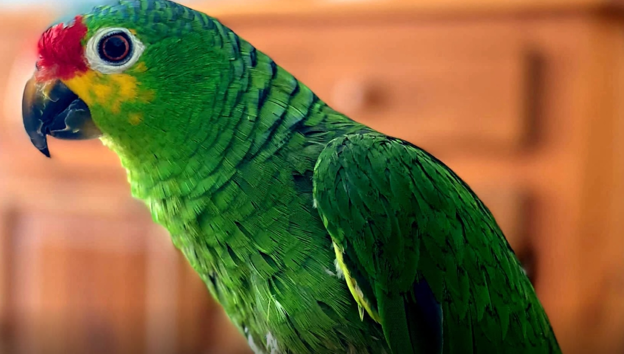 San Benedetto – Recuperato in zona “Ballarin” il pappagallo scomparso