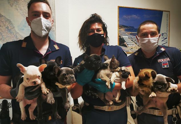 Fano – Dieci cuccioli di cane trasportati con documenti falsi, denunciato camionista