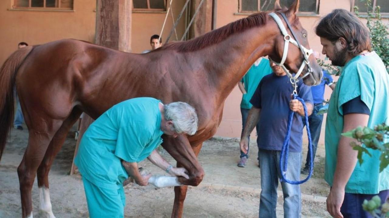 Quintana di Ascoli – Due cavalli bocciati alle visite veterinarie