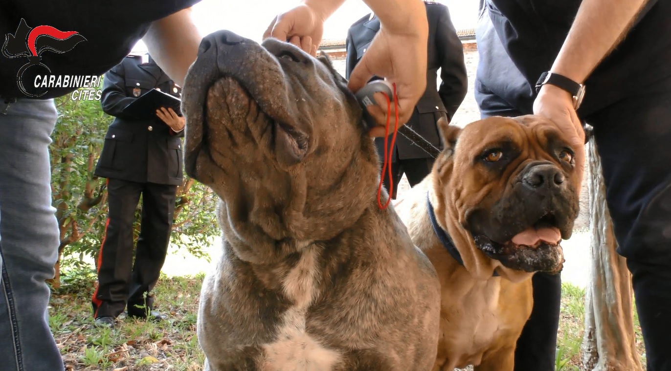 Maltrattavano cani e trafficavano con i cuccioli, 29 denunce dei carabinieri
