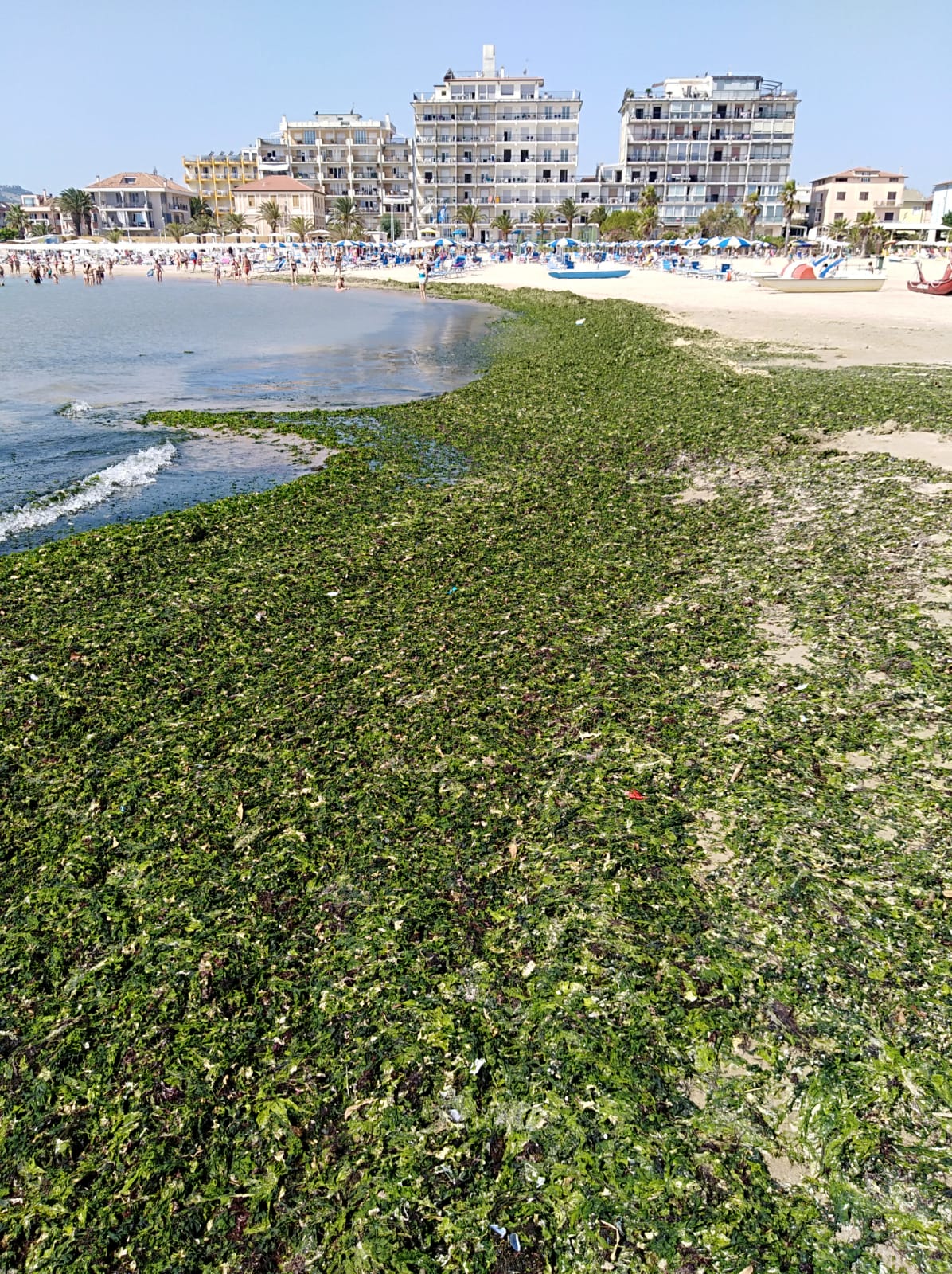 Alghe a Porto d’Ascoli, scattate le operazioni di pulizia