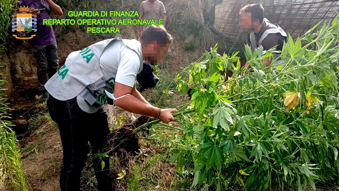 Pescara, produzione illegale di marijuana: scoperte 6 piantagioni e denunciate 8 persone