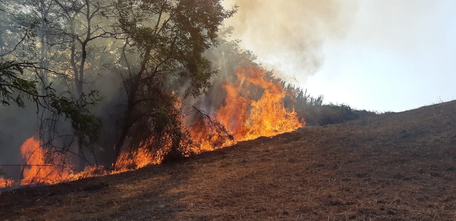 Incendio tra Cologna e Roseto: a fuoco un’area di circa tre ettari