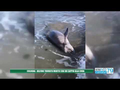 Cologna – Delfino trovato morto con un cappio alla coda
