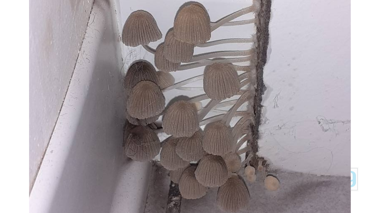 Funghi nelle Sae, Castelli: “Colpa di un pannellino di coibentazione che è caduto”