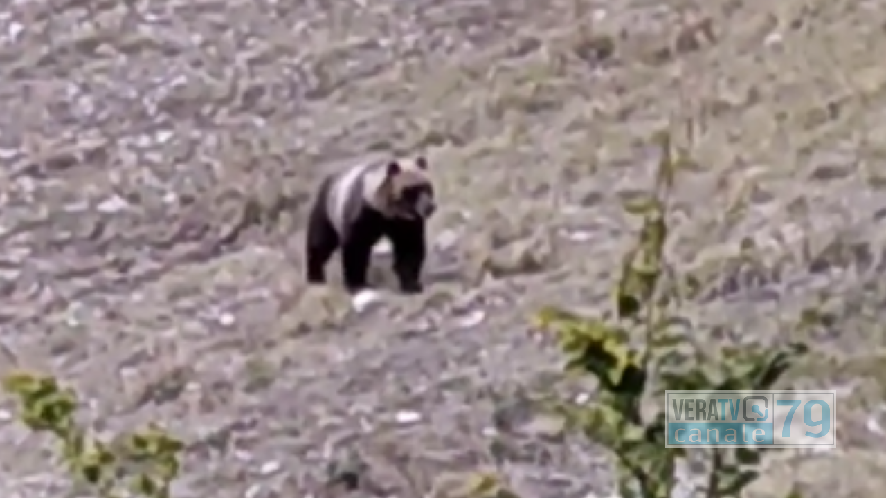 Orso sui Sibillini, l’incontro eccezionale in un video