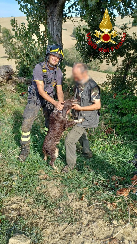 Cane caduto in un pozzo, salvato dai vigili del fuoco
