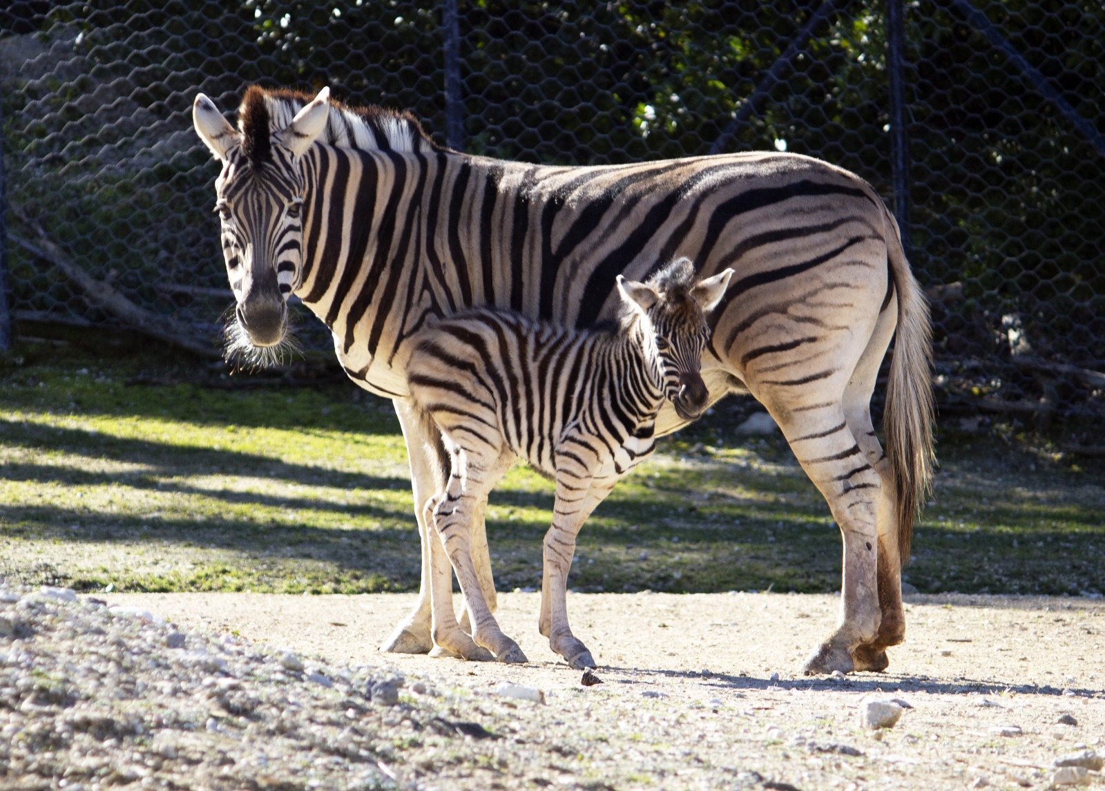 Nasce un cucciolo di zebra, la scelta del nome affidata ad un sondaggio