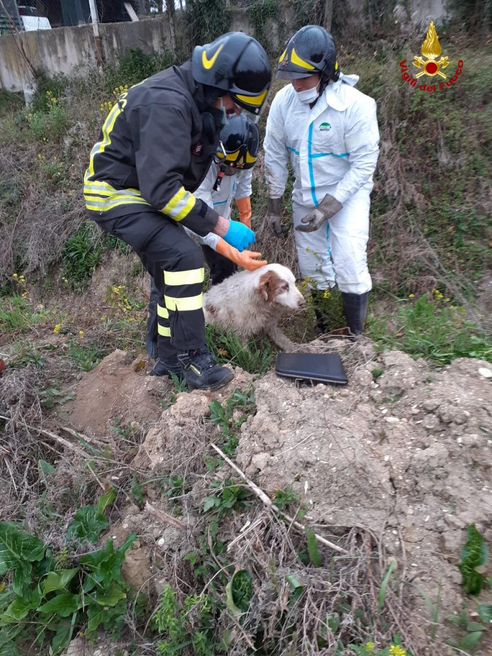 Cane precipita in un fosso. Salvato dai vigili del fuoco