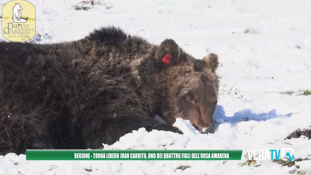 Roccaraso – Torna libero l’orso Juan Carrito