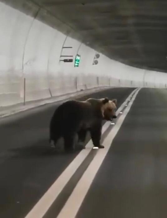 L’orso dei Sibillini corre nella Galleria di Forca Canapine