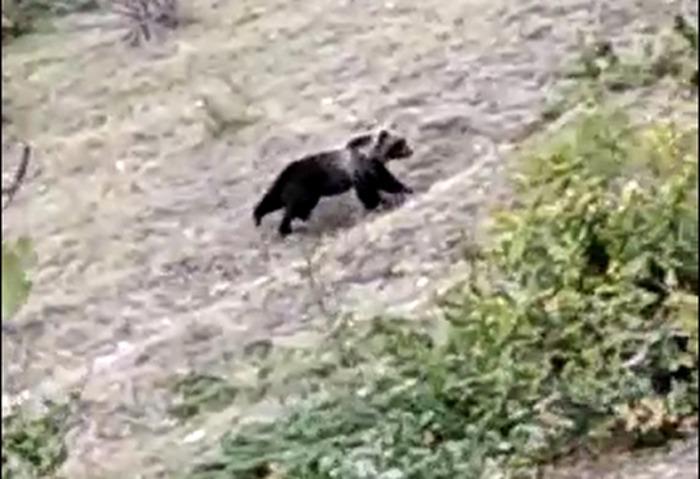 Orso marsicano a caccia di miele sui Sibillini, il Parco: “No allarmismo”