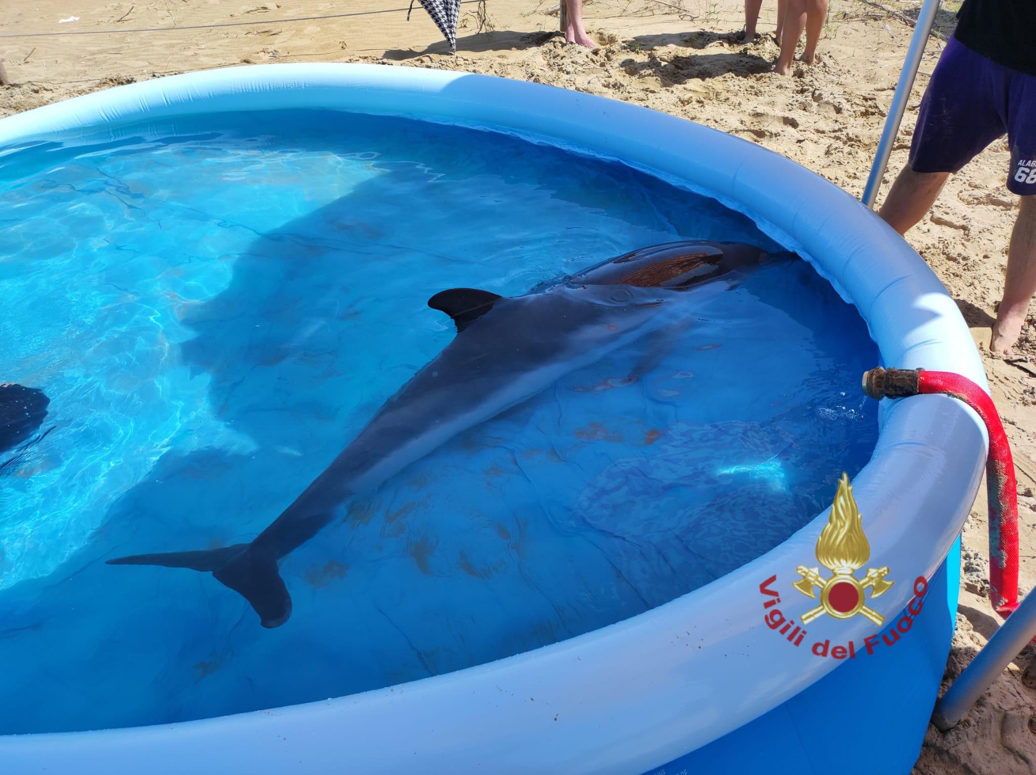 Pineto – Delfino salvato e trasferito in una piccola piscina