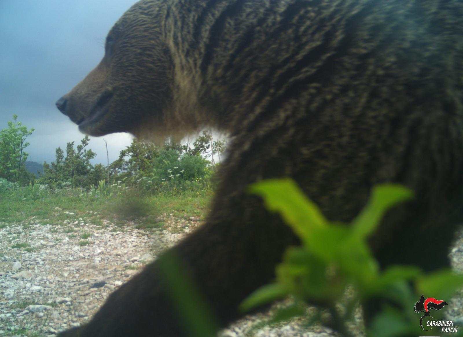 L’orso “Temerario” se la ride nello scatto dei Carabinieri forestali