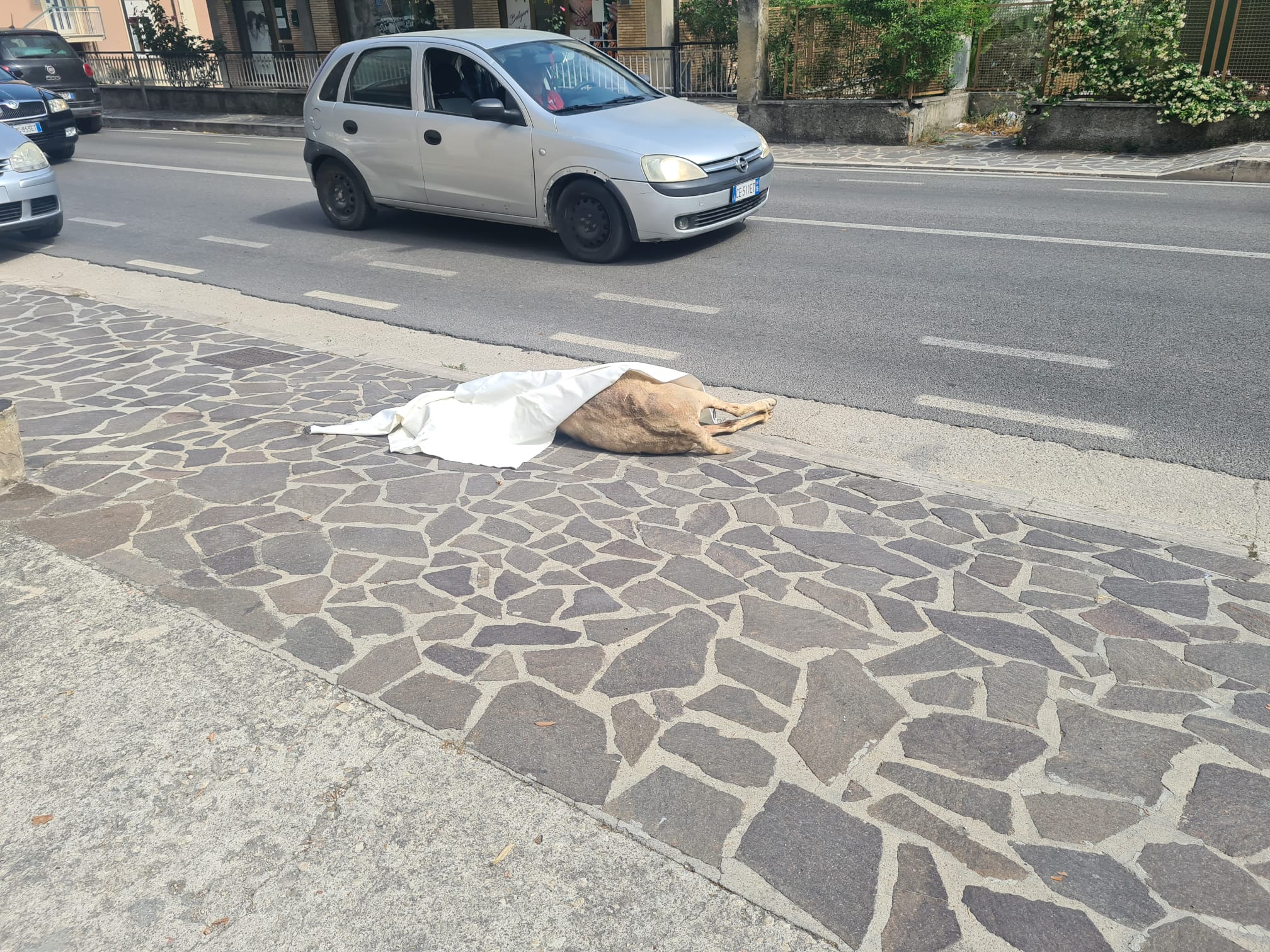 Pecora investita alla Cona, interviene la Polizia