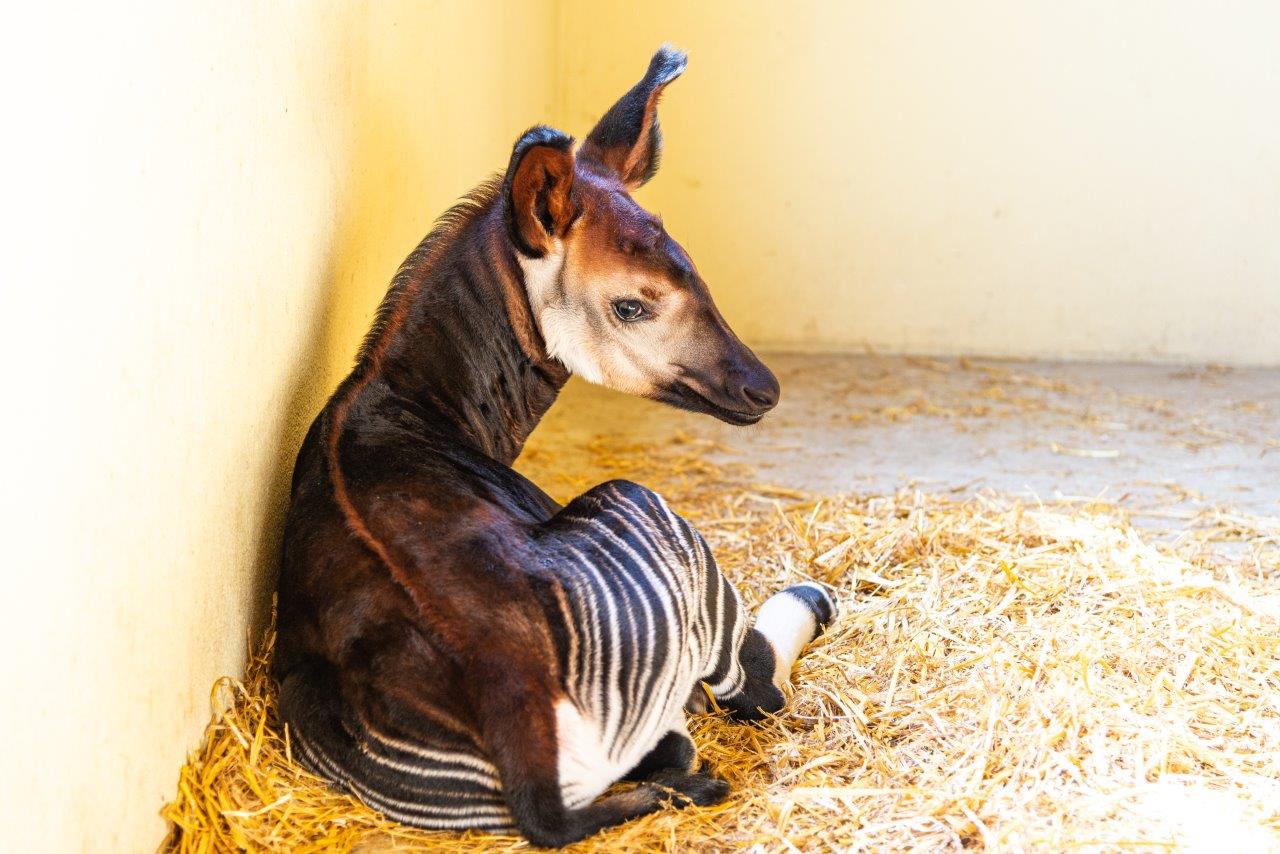 Raro cucciolo di okapi nasce al parco zoo di Falconara