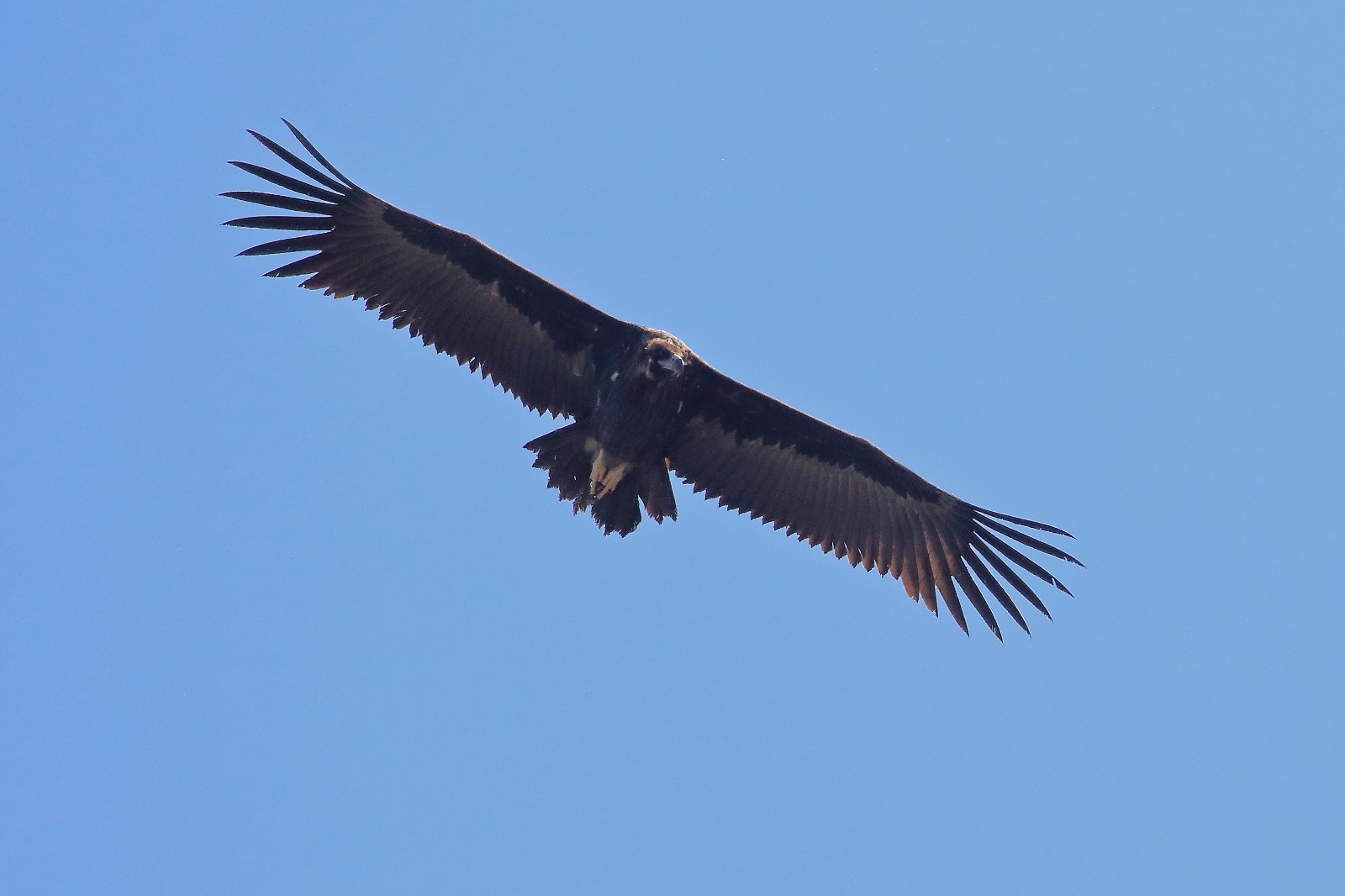 Avvoltoio Monaco fotografato in Abruzzo, nella Valle del Sagittario
