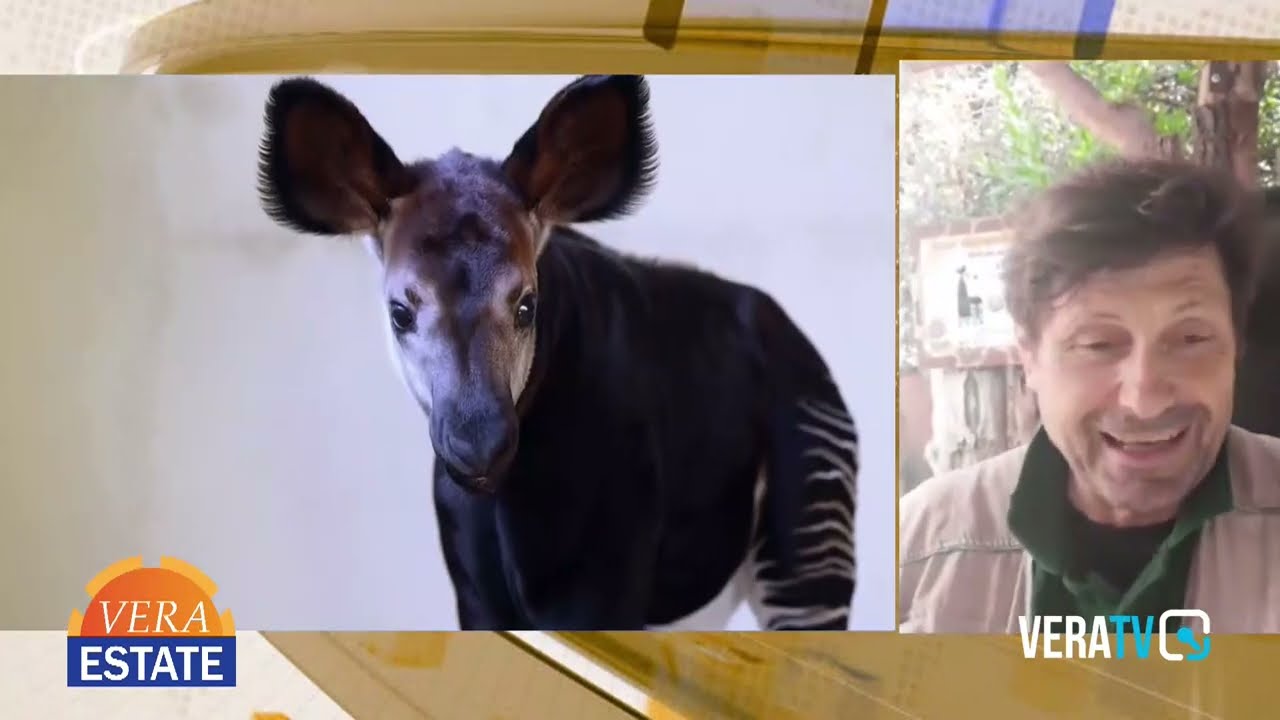 Vera Estate – Raro cucciolo di okapi nasce al parco zoo di Falconara