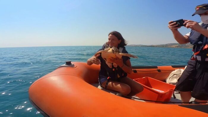 Mila è tornata a nuotare, la tartaruga guarita liberata in Sentina