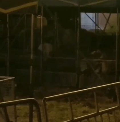 Controlli Asur al circo: “Gli animali stanno bene, no lesioni da percosse”