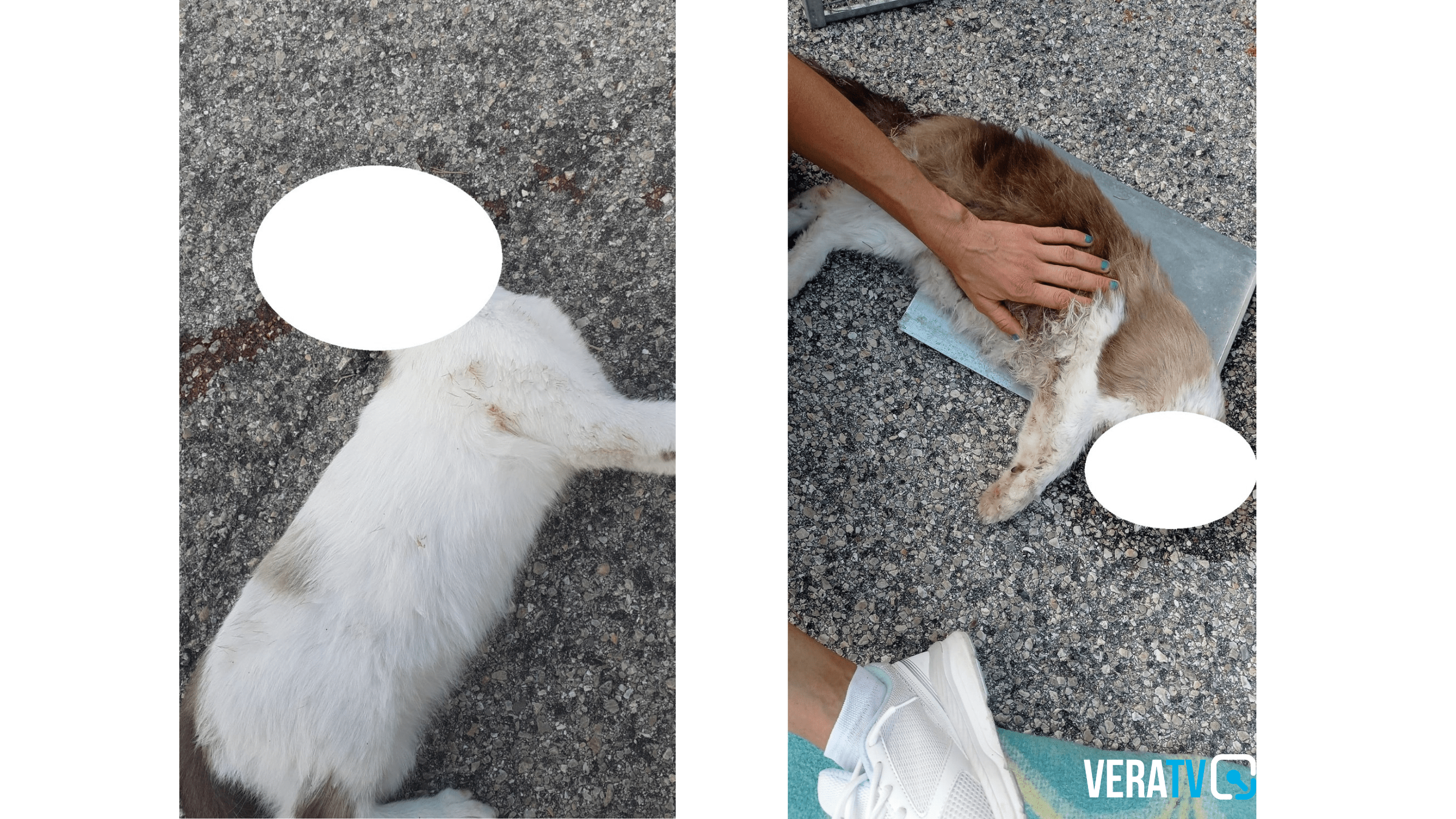 Bellante – Due gattini uccisi nel giorno di Ferragosto