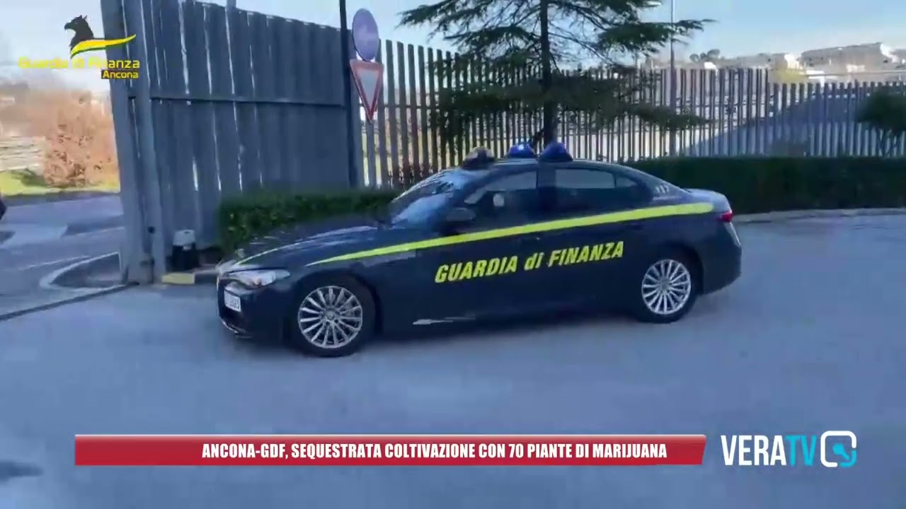 Gdf Ancona, sequestrate 70 piante di marijuana