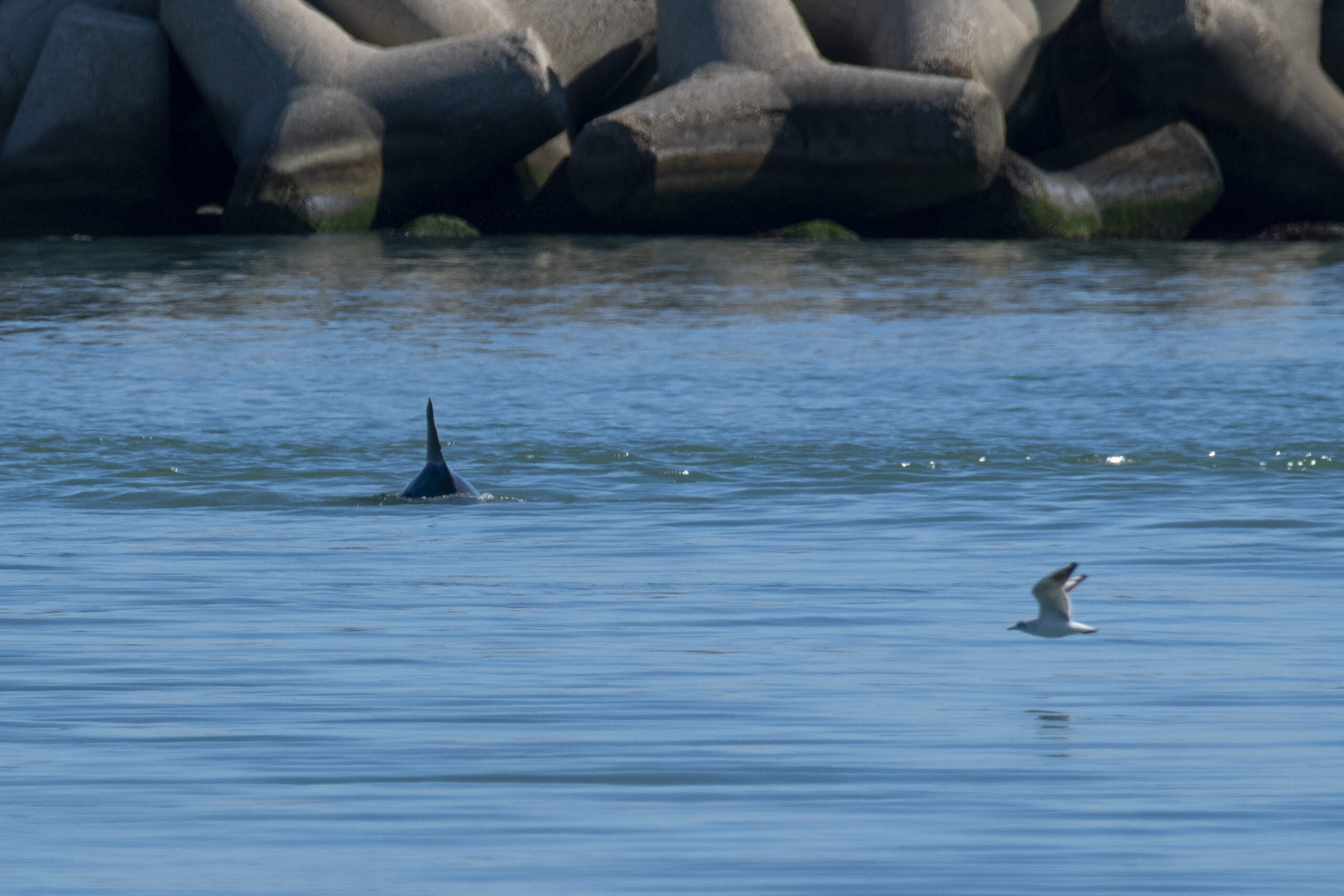 Avvistati due delfini al Porto di Pescara