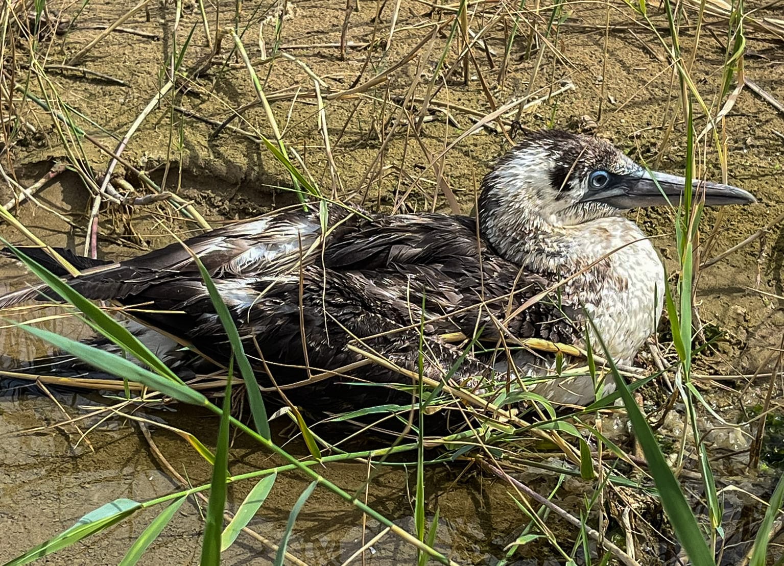 Ortona – Giovane esemplare di Sula recuperato in spiaggia