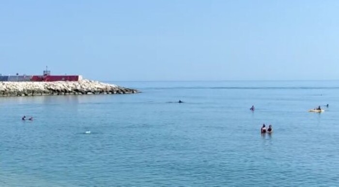 Civitanova, i delfini giocano in mare tra i bagnanti
