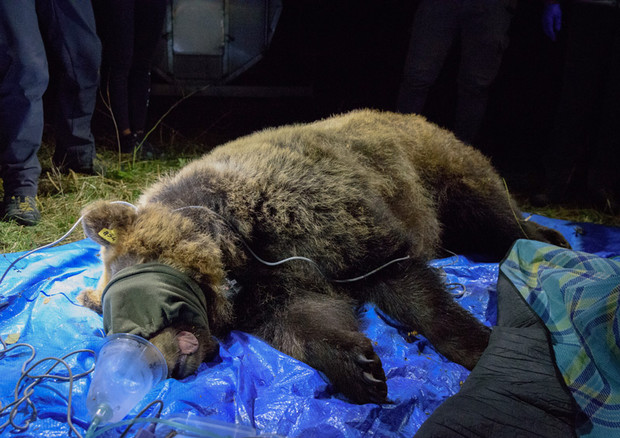 Pescara: catturata l’orsa Barbara, con un radiocollare ne verranno monitorati gli spostamenti