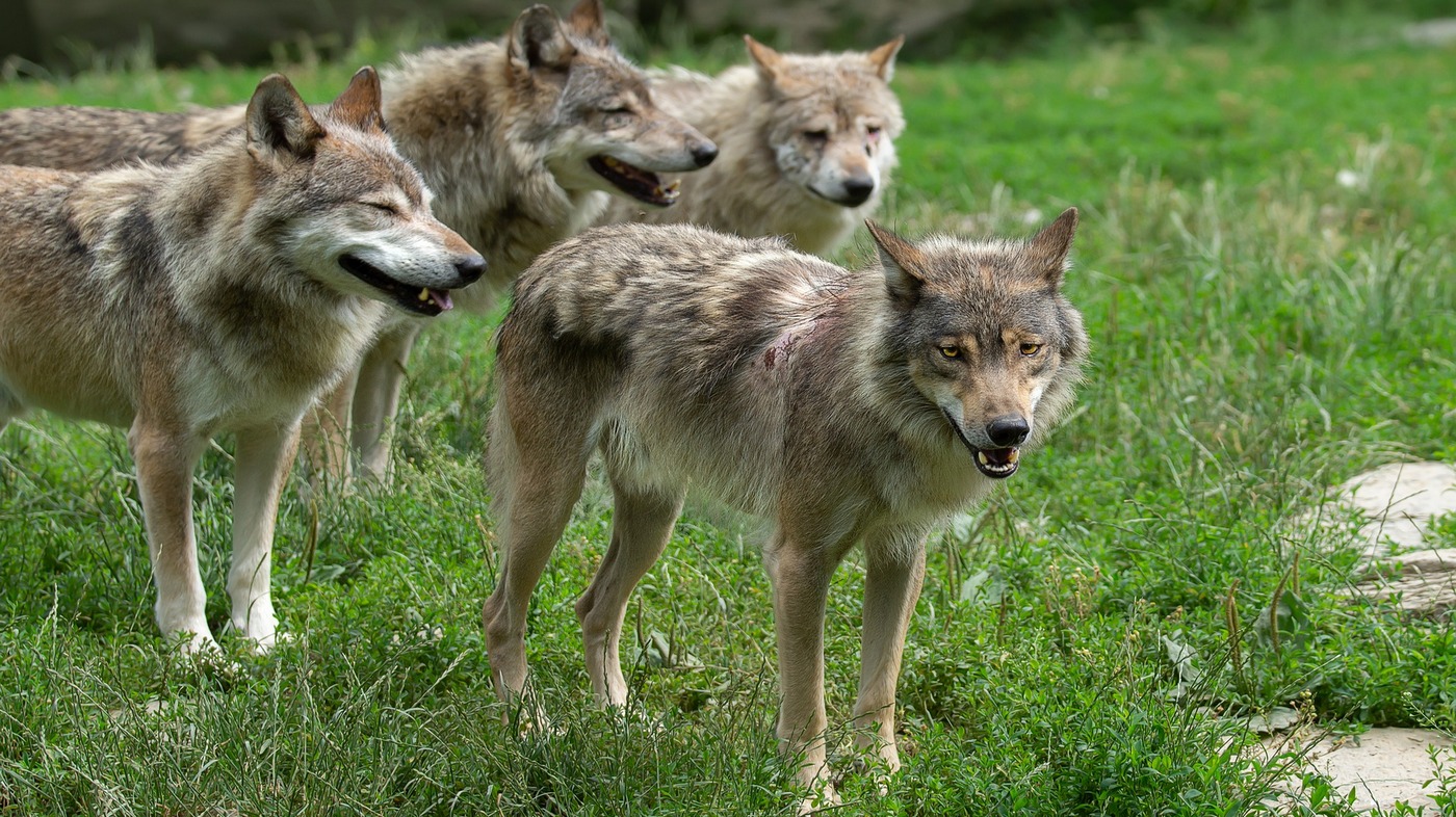 Gradara – Donna accerchiata da otto lupi, finisce in ospedale in stato di shock