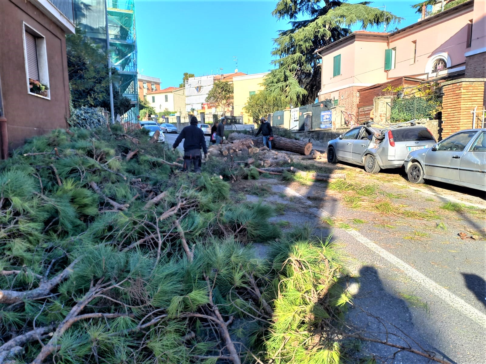 Albero caduto, intervengono due squadre per la rimozione