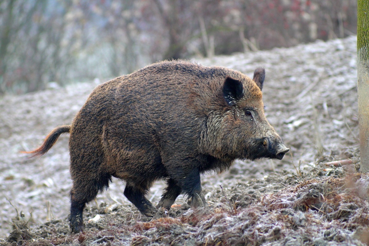 Arcevia – Caccia al cinghiale, spara e ferisce l’amico