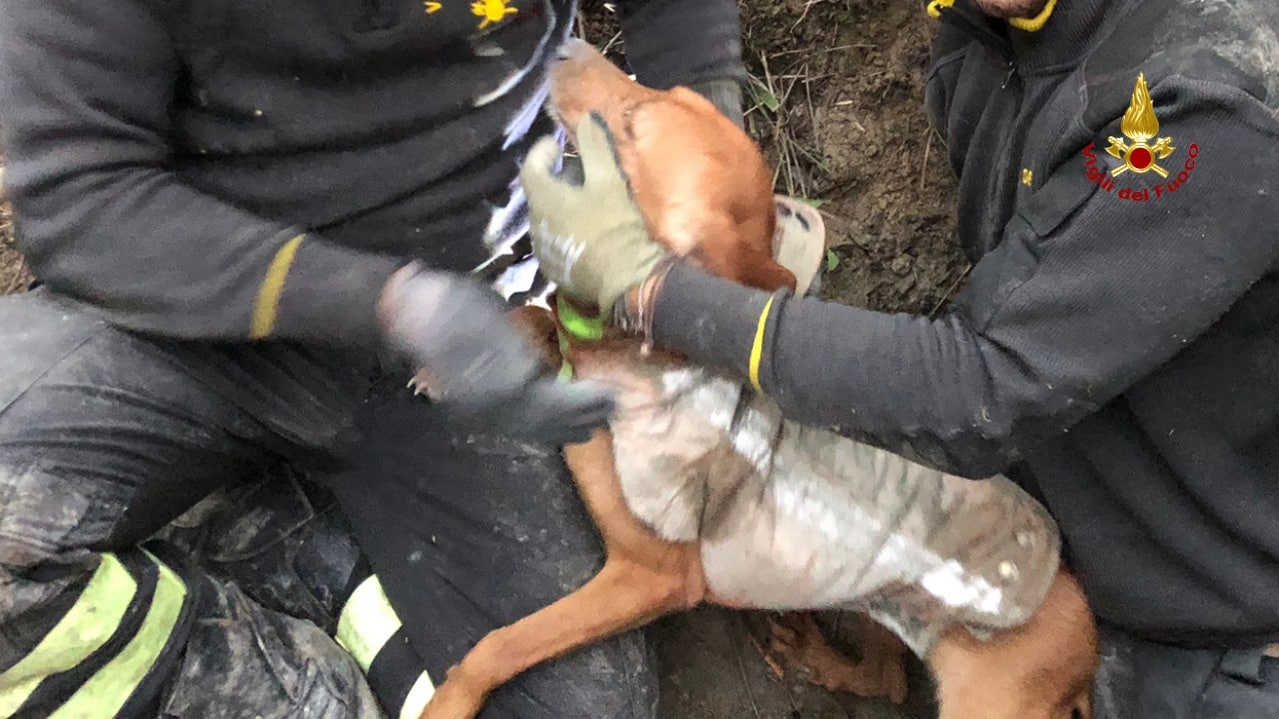 Cane si infila nella tana di un tasso, vigili del fuoco scavano 8 ore per salvarlo