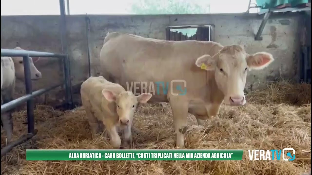 Alba Adriatica – Caro bollette, l’allarme di un imprenditore agricolo: “Costi triplicati”
