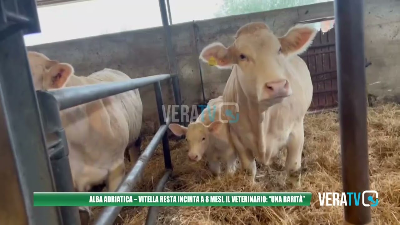 Alba Adriatica – Vitella incinta di otto mesi, il veterinario: “Una rarità”