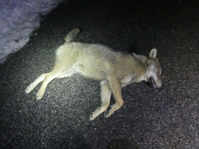 Investiti 3 lupi nel Parco dei Sibillini, 2 morti, uno ferito