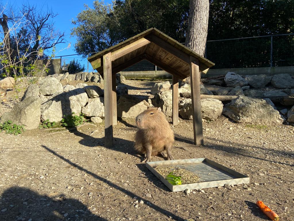Parco Zoo di Falconara: arrivato un capibara