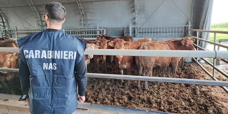 Ispezioni del Nas nelle macellerie, sequestrati 250 chili di carne