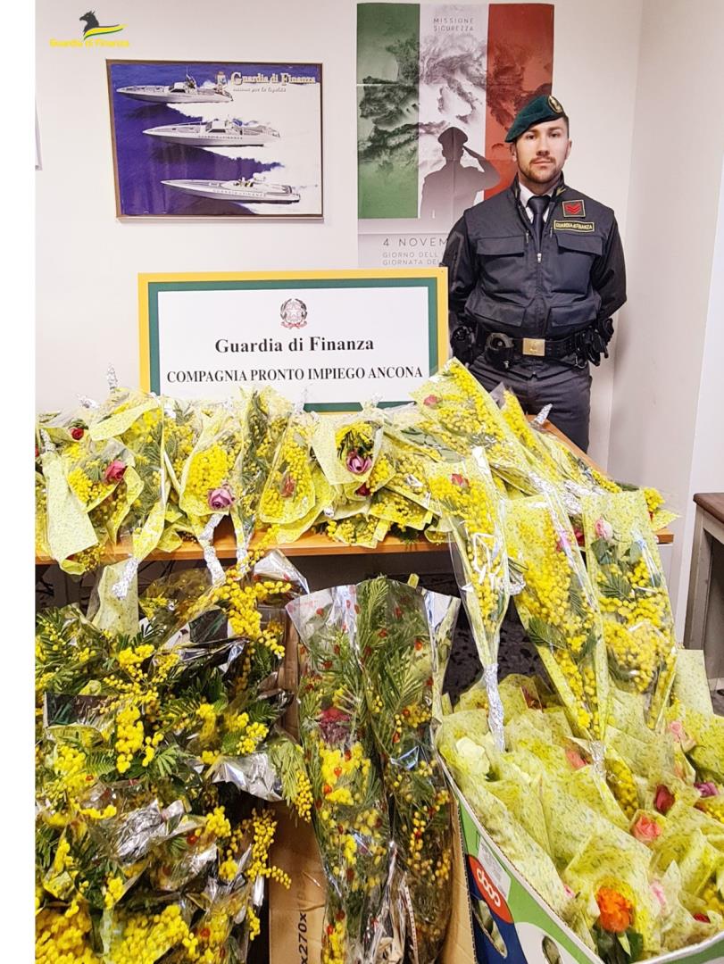 Sequestrate 267 composizioni di mimose vendute irregolarmente. Multe salatissime
