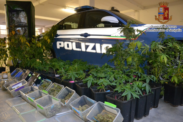 La polizia scopre una serra di marijuana in casa. Arrestato 50enne
