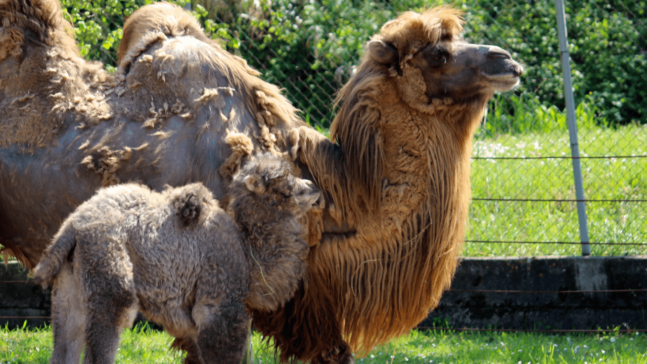 Al Parco Zoo di Falconara è nata Alessandra, tenera femmina di cammello
